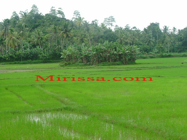 Mirissa Countryside